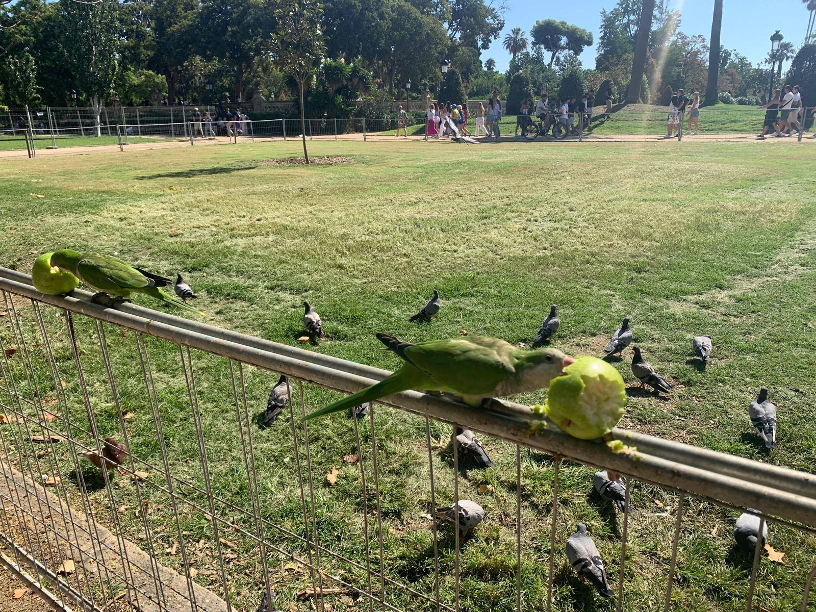 Zdjęcie Barcelona 2025 (27)2385ff4e-85e5-49e9-a96f-91f2d36f1f3b.jpg w galerii Wycieczka po Europie - Barcelona